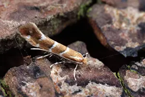Chestnut: Horse-chestnut Leaf Miner