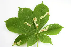 Grub: Horse Chestnut Leaf - Miner Grub damage to leaf