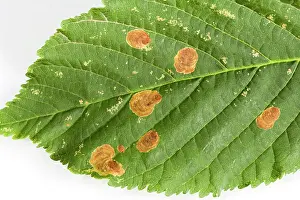 Grub: Horse Chestnut Leaf - Miner Grub damage to leaf