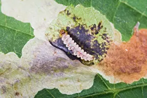 Destructive: Horse chestnut leaf miner grub - exposed