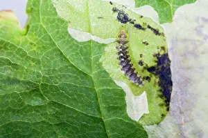 Destructive: Horse Chestnut Leaf - Miner Grub exposed