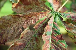 Miner: Horse chestnut leaf miner moth - Horse Chestnut