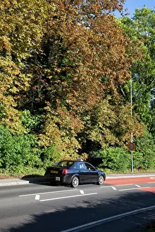 Miner: Horse chestnut leaf miner moth - Horse Chestnut