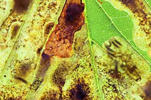 Miner: Horse Chestnut Leaf Miner Moth - showing larvae inside leaf