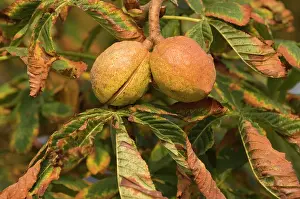 Hippocastanum: Horse-chestnut - Nut, autumn