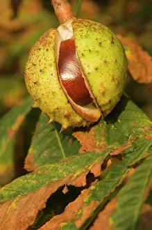 Hippocastanum: Horse-chestnut - Nut, autumn