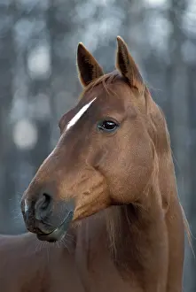 Pricked: Horse - Chestnut Quarterhorse Mare