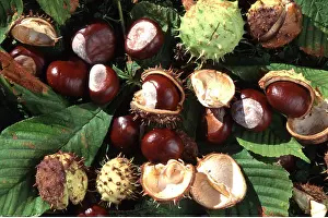 Chestnuts: Horse Chestnut - ripe fallen conkers in seed cases
