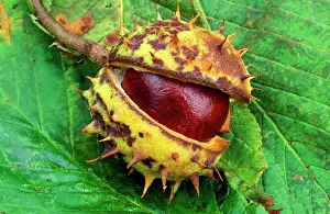 Conkers: Horse CHESTNUT - Single chestnut in spiky sheath