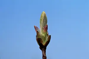 Hippocastanum: Horse Chestnut - step of the opening of the bud