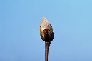 Hippocastanum: Horse Chestnut - step of the opening of the bud