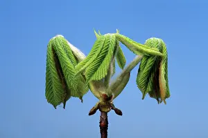 Hippocastanum: Horse Chestnut - step of the opening of the bud