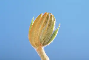 Hippocastanum: Horse Chestnut - step of the opening of the bud