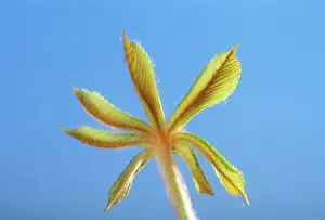 Hippocastanum: Horse Chestnut - step of the opening of the bud