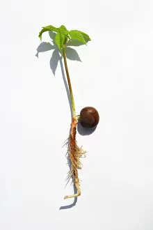 Conker: Horse Chestnut - studio image showing new plant