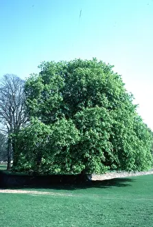 Chestnuts: HORSE CHESTNUT TREE
