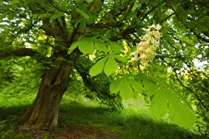 Picardie: Horse chestnut tree (Aesculus hippocastanum) flowers