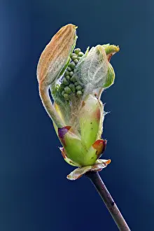 Hippocastanum: Horse Chestnut Tree - bud opening - showing emerging