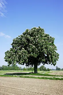 Horse Chestnut Tree - by field