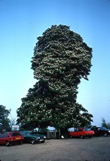 Size: HORSE CHESTNUT TREE - gigantic