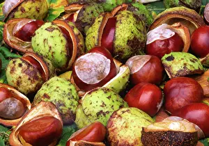 Chestnuts: Horse Chestnut tree - mass of conkers