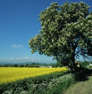 Roadside: Horse-chestnut tree and oilseed rape crop
