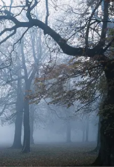 Sinister: HORSE CHESTNUT TREE - wood in Autumn fog