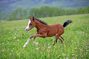 Colts: Horse Chestnut Welsh Pony few week old foal running