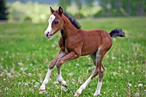 Colts: Horse Chestnut Welsh Pony few week old foal running