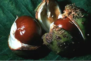 Chestnuts: HORSE CHESTNUTS - close-up of Conkers