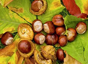 Conkers: Horse Chestnuts - conkers, in autumn