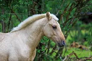 Chilean: Horse in Chilean Patagonia