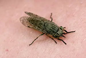 Horseflies: Horse / Cleg Fly