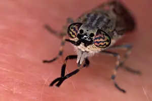 Horseflies: Horse / Cleg Fly
