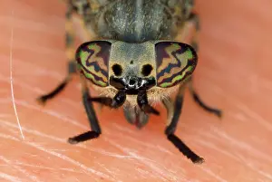 Horseflies: Horse / Cleg Fly - feeding on human skin