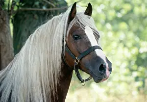 Tack: Horse - Cob Stallion - Close-up of head