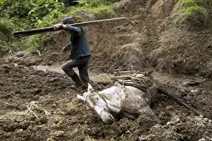 Board: Horse collapsed under an overload of planks Ecuador