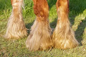 Hooves: Horse