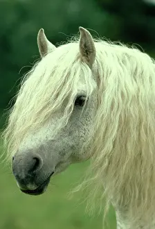 Connemara: HORSE - Connemara Pony, Stallion