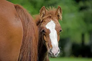 Peaking: Horse - Curious Arab Colt peaking from around mothers tail