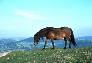 Moors: Horse - Dartmoor Pony in summer coat