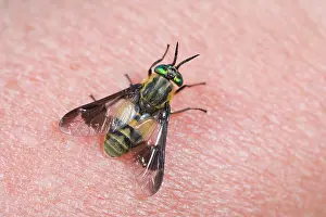 Chrysops: Horse (deer) Fly - on human skin