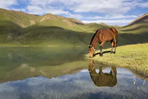 Ferus: Horse drinking in Lake Kol Ukok, Kotchkor, Naryn