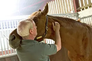 Stables: Horse enjoying an Osteopath massaging his neck