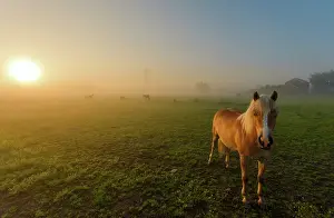 Grassfield: Horse