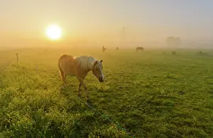 Grassfield: Horse