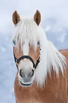 Haflinger: Horse (Equus ferus caballus), Haflinger, portrait