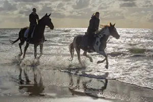 Callantsoog: Horse