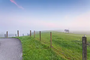 Bicycle: Horse