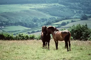 Scratching: HORSE - EXMOOR PONIES